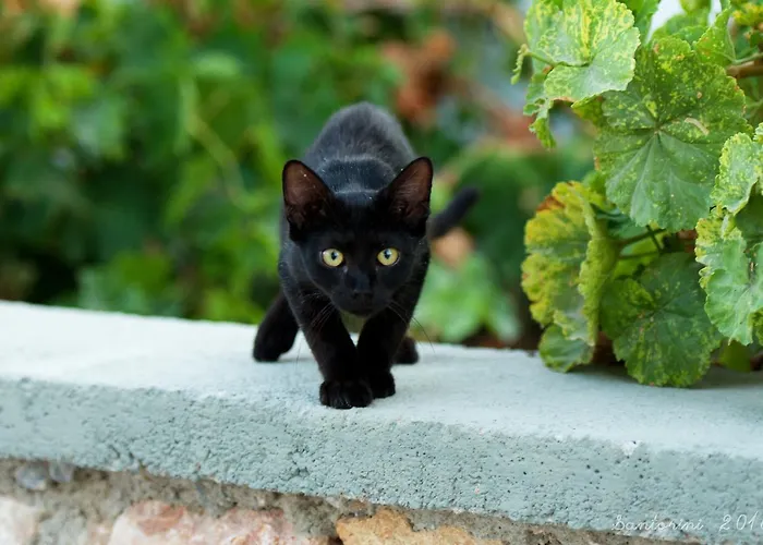 Alia 3* Kamari (Santorini)