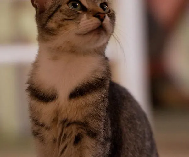 Alia Kamari (Santorini)